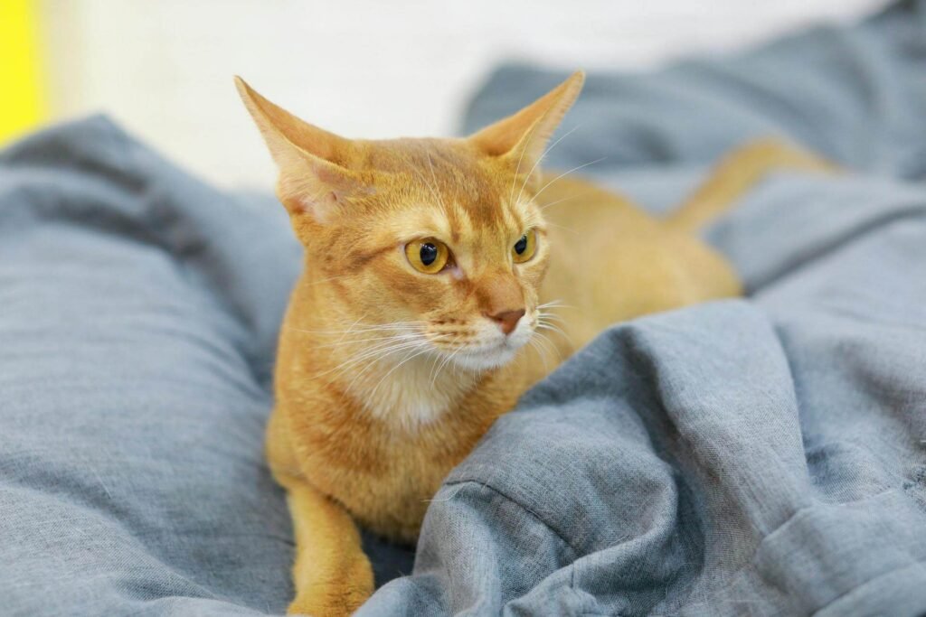 Abyssinian cat breed in the United States