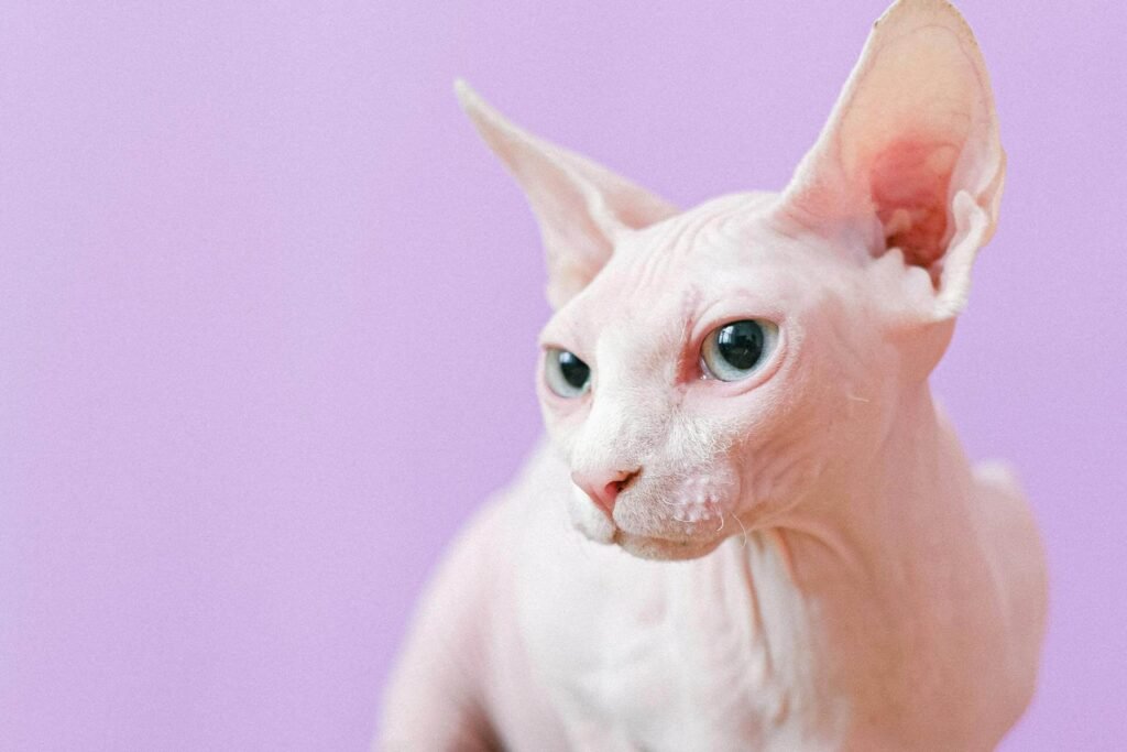 sphynx cat breed in the United States
